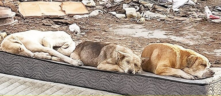 Trovati tra rifiuti e macerie, magrissimi e feriti, Cooper, Trixi e Bruno oggi corrono felici: un anno dopo il salvataggio la loro rinascita è realtà.