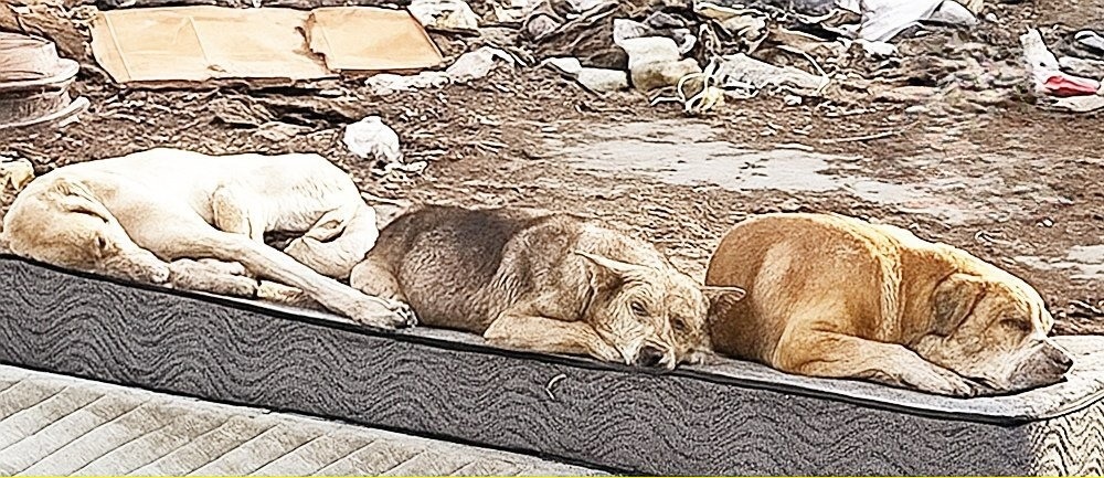 Trovati tra rifiuti e macerie, magrissimi e feriti, Cooper, Trixi e Bruno oggi corrono felici: un anno dopo il salvataggio la loro rinascita è realtà.