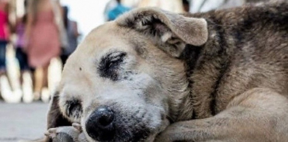 Dopo la morte della sua anziana proprietaria, Kendo ha continuato per anni a percorrere ogni giorno gli stessi luoghi condivisi, fino al suo ultimo giorno.