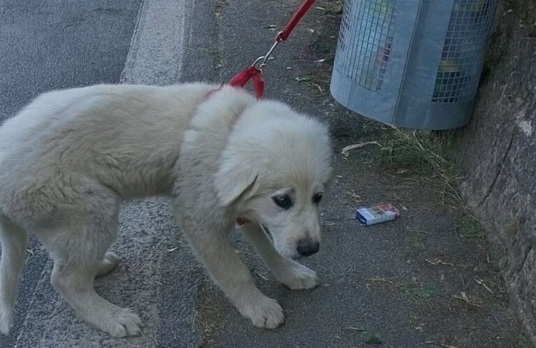 Trovato legato a un bidone della spazzatura, solo e terrorizzato, viene salvato da una donna che decide di portarlo via senza esitazioni e offrirgli una nuova vita.