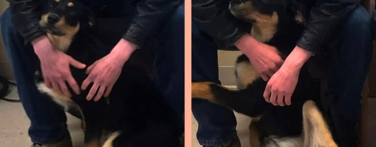 Un ragazzo senza casa rinuncia alla sua cagnolina per proteggerla; la storia commuove il Mississippi e una famiglia decide di aiutare entrambi, riunendoli.