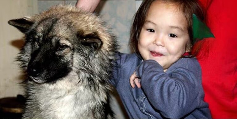 Karina, 4 anni, si smarrisce in un villaggio della Russia e resta dodici giorni nel bosco con temperature sotto zero; a salvarla è la sua cagnolina Naida.