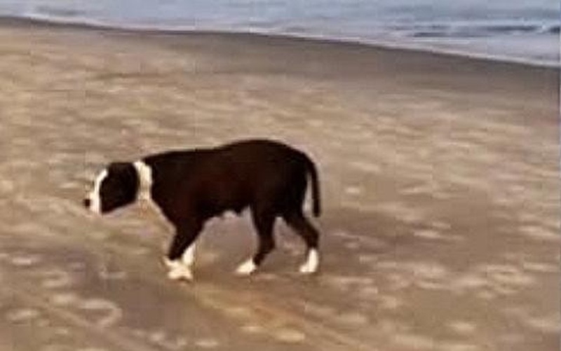 Per tre giorni è rimasta seduta davanti al mare senza muoversi. Una coppia la nota e capisce che è stata abbandonata: ora ha una nuova casa.