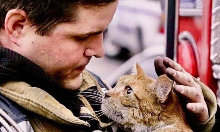 Estratto da un incendio con il pelo impregnato di fumo e il corpo tremante, un gatto si calma solo quando incrocia lo sguardo del vigile del fuoco che lo ha salvato.