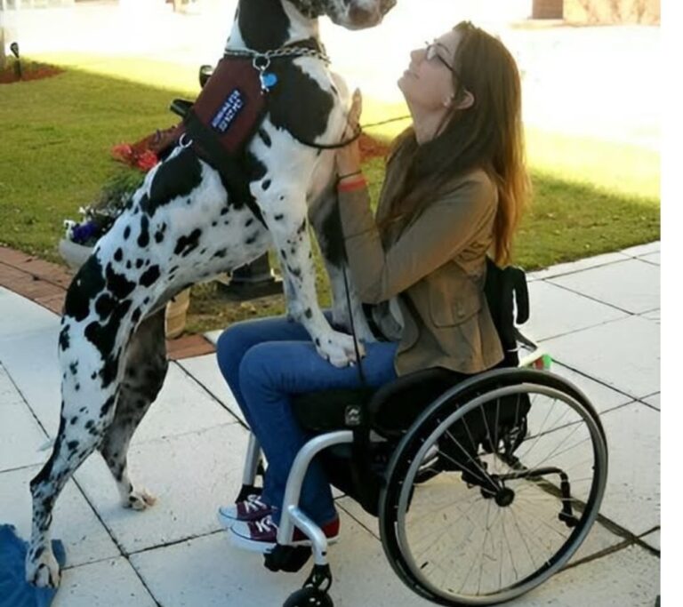 Dopo un grave incidente e la paralisi, una donna ha ritrovato forza e autonomia grazie ad Atlas, un alano da assistenza diventato il suo sostegno quotidiano.
