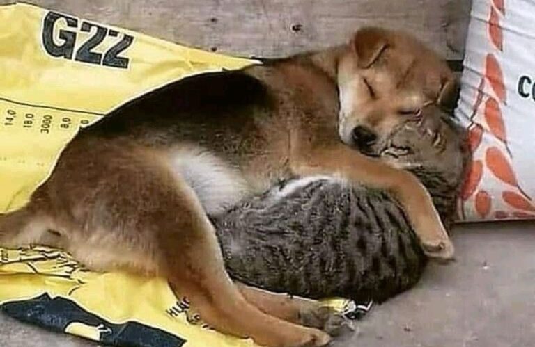 Senza casa, senza coperte e senza un riparo, un cane e un gatto randagi vengono fotografati mentre dormono stretti su un vecchio sacco, proteggendosi a vicenda dal freddo.
