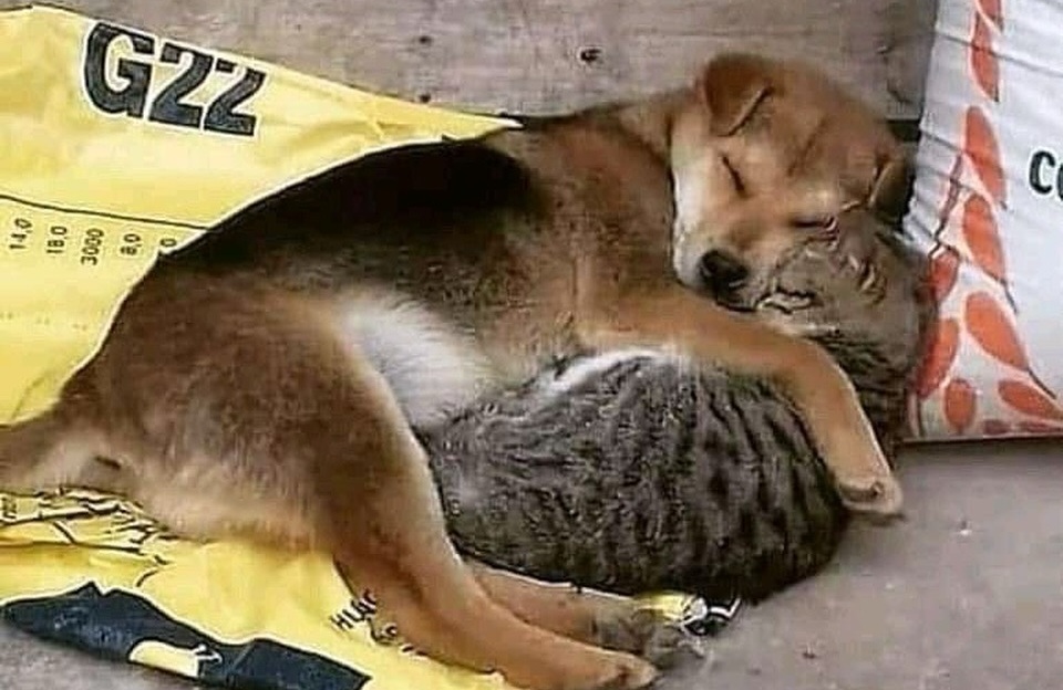 Senza casa, senza coperte e senza un riparo, un cane e un gatto randagi vengono fotografati mentre dormono stretti su un vecchio sacco, proteggendosi a vicenda dal freddo.