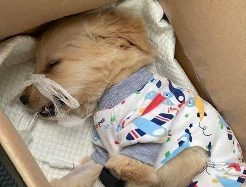 Gli ho comprato una cuccia morbida e perfetta, ma ha scelto una vecchia scatola di cartone: lì ha trovato la pace che nessun lusso poteva offrirgli.