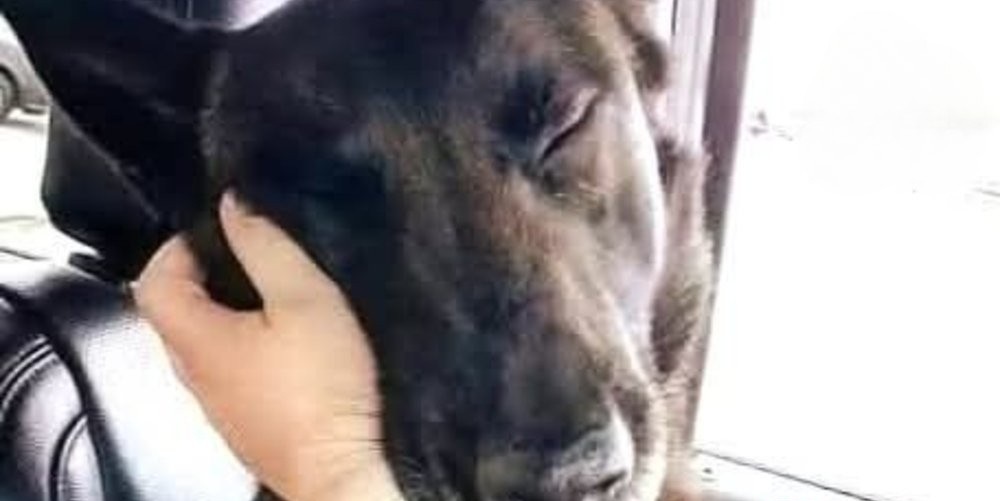 Per 200 giorni nessuno ha scelto Nacho al rifugio. Adulto e silenzioso, veniva ignorato. Finché una donna si è fermata davanti alla sua gabbia.