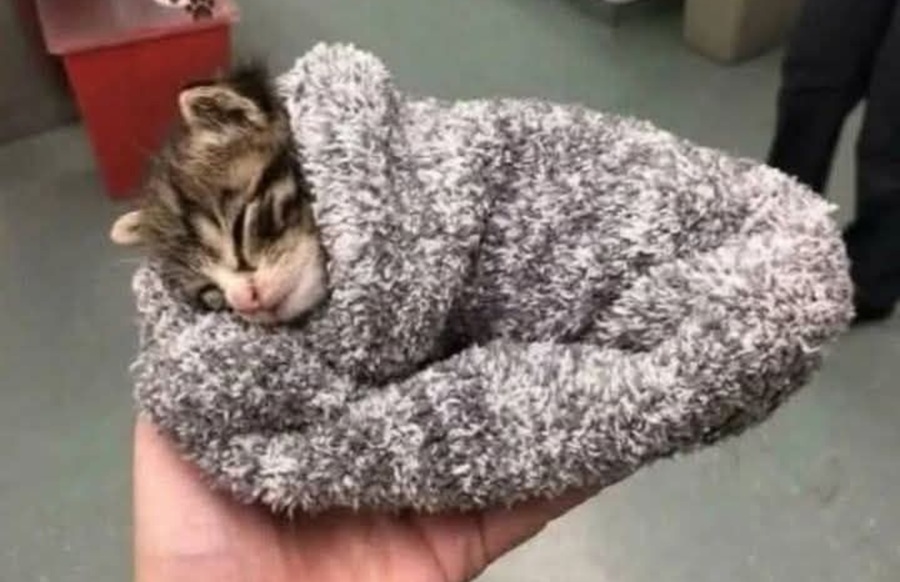 Trovato rannicchiato e quasi senza forze al freddo, viene avvolto in una coperta e portato a casa. Oggi Phillip ha una famiglia.