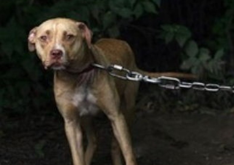 Legato per anni in un cortile, con la catena conficcata nel collo, Rocco viene salvato ma il suo corpo non resiste. Muore poco dopo l’intervento programmato.