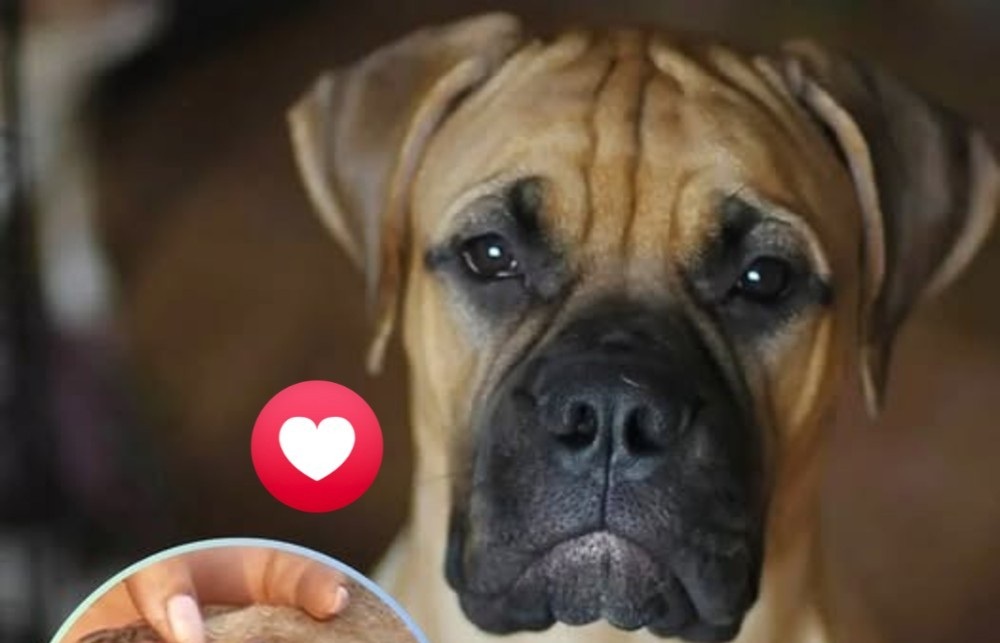 Abbandonata su un treno, si getta in movimento per tornare indietro. Ferita e stremata, cammina per settimane finché un soccorritore la trova e la salva.