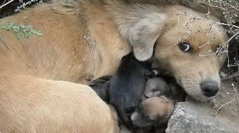 Trovata magra e senza riparo in un terreno incolto, proteggeva i suoi piccoli scavando un rifugio. Ora lei e i cuccioli sono stati adottati insieme.