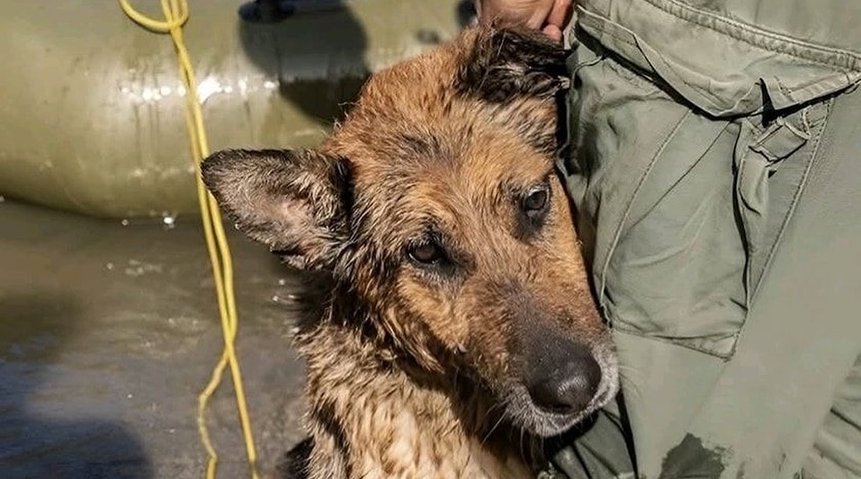 Recuperato fradicio e tremante dopo aver lottato contro l’acqua e il freddo, un cane si aggrappa al soccorritore che lo ha salvato, rifiutando di lasciarlo.