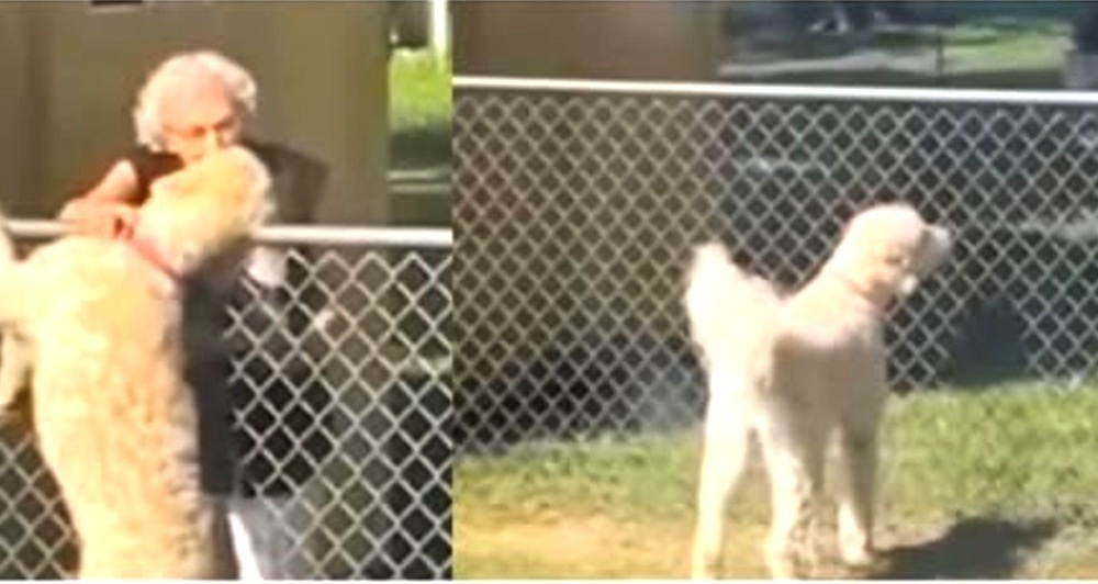 Ogni pomeriggio torna sul marciapiede ad aspettare la nonnina di 94 anni che lo nutriva, senza sapere che non tornerà più Per anni una donna di 94 anni gli portava pane e biscotti ogni giorno. Dopo la sua morte, il cane continua a sedersi davanti alla porta alla stessa ora. Un rituale quotidiano tra una nonnina e un cane Ogni pomeriggio, alla stessa ora, lui si sedeva sul marciapiede davanti a una porta ben precisa. Non serviva l’orologio. Il suo corpo riconosceva quel momento. Dall’altra parte abitava una donna di 94 anni. Camminava lentamente, appoggiandosi a un bastone, ma non rinunciava mai a uscire. In mano teneva sempre un piccolo sacchetto con pane, biscotti o qualche avanzo messo da parte dal pranzo. Quando la vedeva apparire, il cane si alzava di scatto e le correva incontro scodinzolando con energia. Lei si chinava quanto poteva, gli accarezzava la testa e gli parlava sottovoce. Restava accanto a lui qualche minuto, condividendo un momento che si ripeteva identico giorno dopo giorno. Col tempo, quel gesto divenne un appuntamento fisso. Un legame silenzioso, costruito sulla costanza. Il giorno in cui la porta non si aprì più Poi, un pomeriggio, la porta rimase chiusa. Nessun passo lento sul marciapiede, nessun sacchetto in mano. Tra i vicini si diffuse la notizia: la donna era venuta a mancare. Aveva lasciato la sua casa e il quartiere per sempre. Il cane, però, non poteva comprendere quella assenza definitiva. Continuò a tornare davanti a quella porta, sedendosi nello stesso punto. A volte abbaiava piano, come per richiamarla. Altre restava immobile, con lo sguardo fisso sull’ingresso. Un’attesa che continua ogni giorno alla stessa ora Da allora, ogni pomeriggio, ripete lo stesso percorso. Si siede, osserva, aspetta. I vicini hanno provato a distrarlo, a offrirgli cibo, a invitarlo ad allontanarsi. Ma lui resta lì fino a quando non passa l’ora che per anni ha segnato il momento più importante della sua giornata. Per chi lo osserva, quel gesto quotidiano è la testimonianza di un’abitudine che non si spegne con l’assenza. La porta resta chiusa, ma lui continua a guardarla, come se credesse che, prima o poi, si riaprirà.