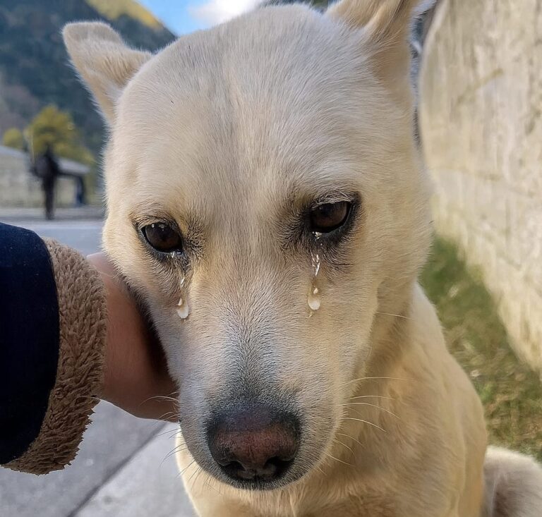 Lasciato solo e spaesato, con lo sguardo perso tra volti indifferenti, un cane abbandonato continua ad aspettare finché una persona si china e decide di salvarlo.