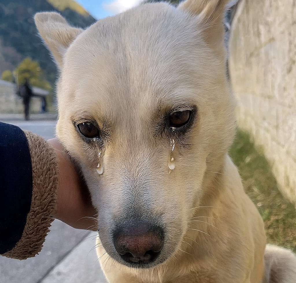 Lasciato solo e spaesato, con lo sguardo perso tra volti indifferenti, un cane abbandonato continua ad aspettare finché una persona si china e decide di salvarlo.