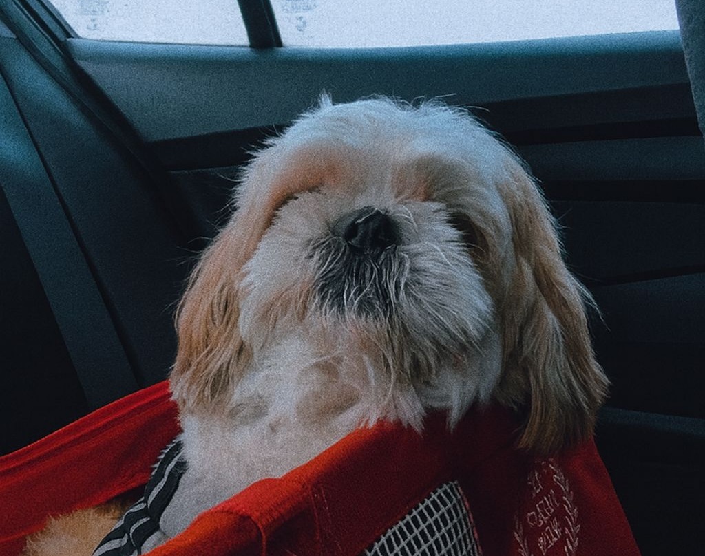 Una diagnosi improvvisa, la decisione più difficile e un addio vissuto insieme fino alla fine, mantenendo la promessa di non lasciarla sola.