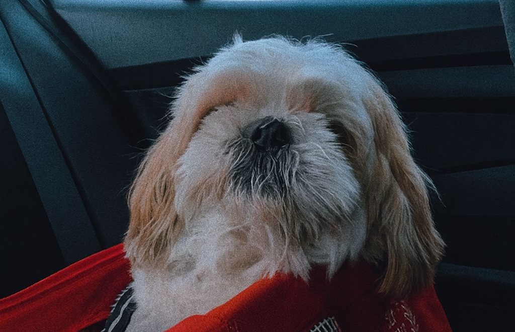 Una diagnosi improvvisa, il cancro senza cure e la scelta dolorosa dell’ultimo viaggio insieme. Un addio vissuto con amore, fino all’ultimo istante.