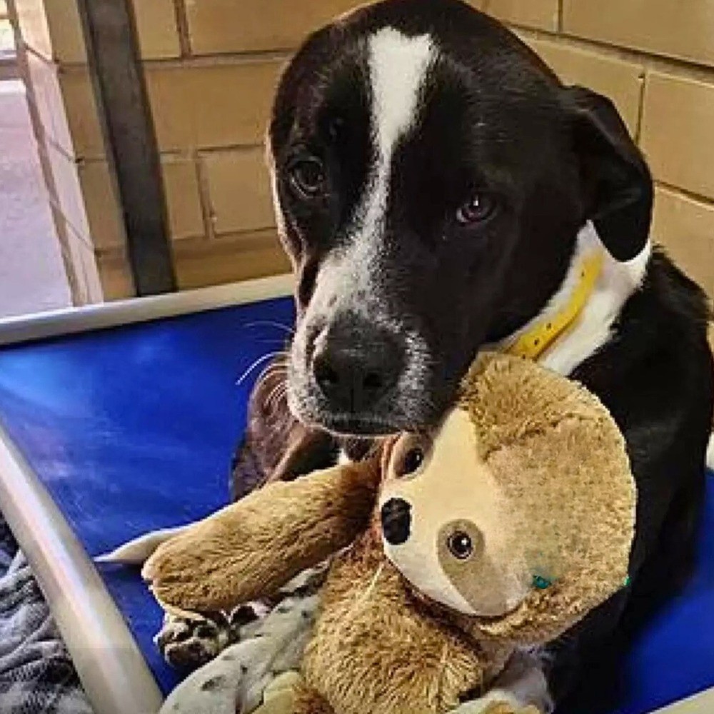 Dopo mesi vissuti tra fame, freddo e indifferenza, un cane anziano salvato in fin di vita ha trovato una famiglia che ha scelto di accoglierlo.