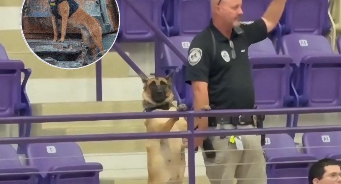 A una partita di liceo un cane si alza immobile durante l’inno; solo dopo il proprietario spiega che è un cane militare in pensione abituato a mettersi sull’attenti.