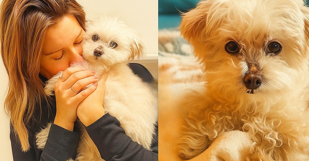 Dopo vent’anni di vita condivisa, una famiglia sceglie di lasciare andare la propria cagnolina malata, trasformando l’addio in un gesto consapevole d’amore.