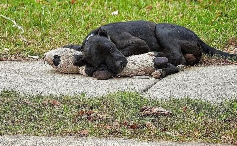 Un cane nero scompare pochi giorni dopo la perdita del bambino di famiglia e viene trovato al parco con il suo coniglietto di peluche, nello stesso luogo dove giocavano insieme.