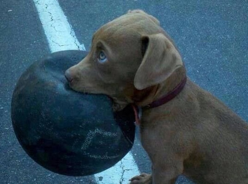 Un cane randagio vaga per le strade con un pallone stretto tra i denti. Non cerca gioco, ma attenzione, compagnia e un luogo sicuro da poter chiamare casa.