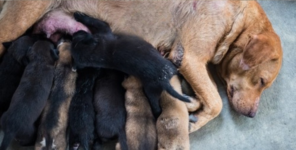 In un terreno isolato dodici cuccioli appena nati vengono sepolti durante la notte. L’allarme di un testimone consente il salvataggio di due piccoli e l’avvio delle indagini.