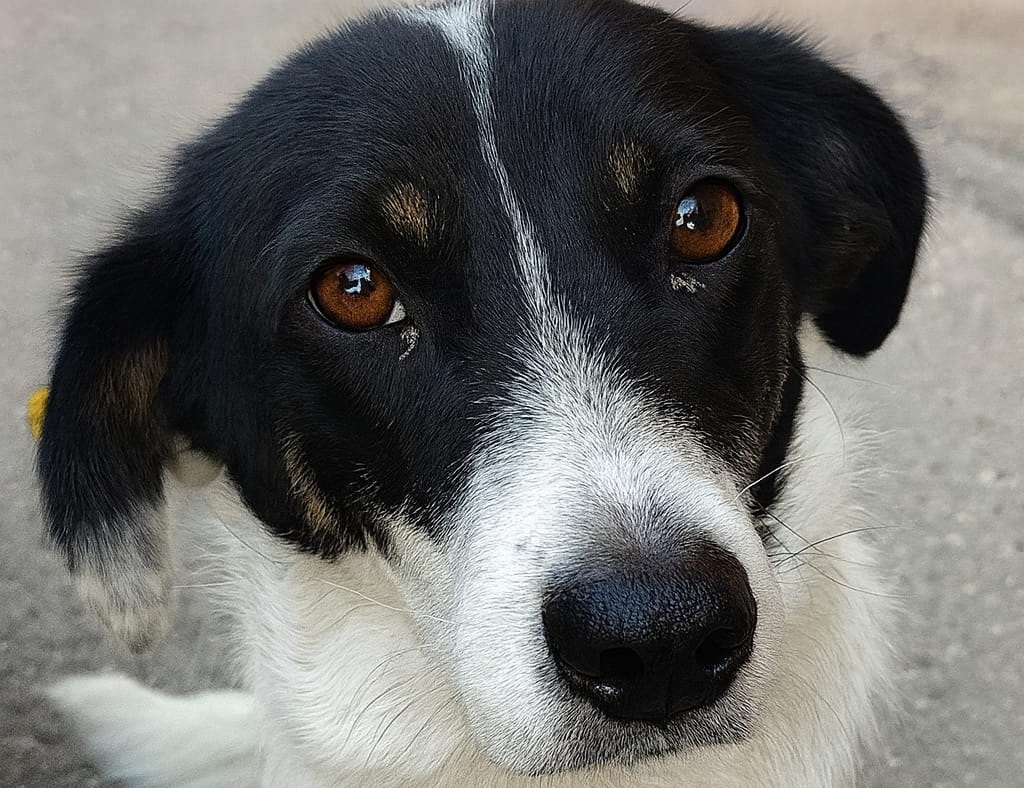 Un cane randagio, solo e senza riferimenti, segue silenziosamente una persona per tutta la mattina. Lo sguardo fragile convince a non voltarsi dall’altra parte e a offrirgli una casa.