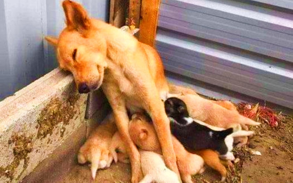 Una cagnolina incinta viene trovata senza vita accanto ai cuccioli appena nati. I piccoli vengono salvati e, mesi dopo, uno viene adottato da chi riconosce la madre.