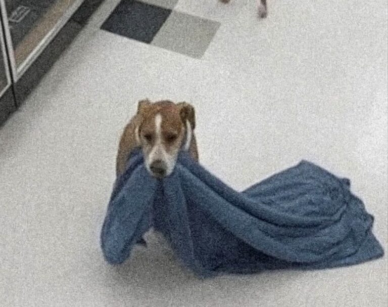 Le immagini registrate dalle telecamere di sicurezza di un negozio durante una notte tarda hanno mostrato una scena che ha colpito profondamente chi le ha osservate. Un cane dal manto marrone e bianco è entrato all’interno dell’attività, ha attraversato i corridoi senza fretta e ha afferrato con estrema delicatezza una coperta, uscendo subito dopo. In un primo momento, il gesto è apparso come un semplice furto. Tuttavia, ciò che è accaduto nei minuti successivi ha completamente cambiato il significato di quella scena. Un dipendente del negozio, insospettito dal comportamento dell’animale, ha deciso di seguirlo a distanza. Il cane non ha mostrato segni di paura né di fuga. Camminava con passo tranquillo lungo la strada, tenendo la coperta tra i denti come se fosse qualcosa di prezioso. Poco dopo si è fermato accanto a un uomo anziano, senza fissa dimora, che dormiva rannicchiato per proteggersi dal gelo notturno. L’animale ha deposto la coperta sopra di lui e si è accoccolato al suo fianco, offrendo calore e compagnia. Una scena silenziosa, priva di gesti eclatanti, ma carica di significato. Il dipendente, profondamente colpito, ha scelto di non riprendere la coperta. Tornato nel negozio, ha preparato una borsa con cibo, frutta, un cuscino e un piccolo oggetto anche per il cane. Ha poi lasciato il tutto accanto all’uomo e all’animale, senza dire nulla, consapevole di aver assistito a qualcosa che andava oltre qualsiasi regola o rimprovero. La storia, condivisa successivamente online, ha generato una forte ondata di solidarietà. In pochi giorni, numerose persone hanno organizzato raccolte di aiuti, mentre i media locali hanno diffuso la notizia. Grazie alle donazioni ricevute, l’uomo e il suo cane hanno potuto trovare rifugio in un piccolo motel, al riparo dal freddo e con accesso ai beni essenziali. L’uomo ha iniziato a cercare un’occupazione, con l’obiettivo di ricostruire la propria vita. Interpellato sull’accaduto, il proprietario del negozio ha commentato senza esitazione di non provare alcun rancore per la coperta sottratta. Ha spiegato che, a suo avviso, quel gesto aveva trasmesso un messaggio semplice ma fondamentale: l’aiuto verso chi è in difficoltà non è mai una perdita.