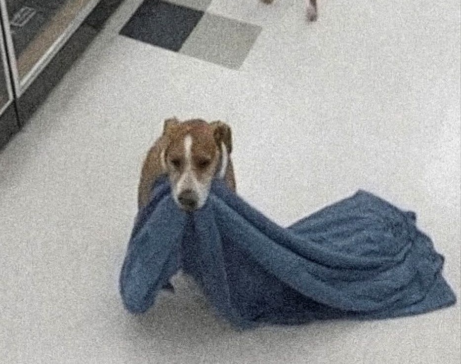 Le immagini registrate dalle telecamere di sicurezza di un negozio durante una notte tarda hanno mostrato una scena che ha colpito profondamente chi le ha osservate. Un cane dal manto marrone e bianco è entrato all’interno dell’attività, ha attraversato i corridoi senza fretta e ha afferrato con estrema delicatezza una coperta, uscendo subito dopo. In un primo momento, il gesto è apparso come un semplice furto. Tuttavia, ciò che è accaduto nei minuti successivi ha completamente cambiato il significato di quella scena. Un dipendente del negozio, insospettito dal comportamento dell’animale, ha deciso di seguirlo a distanza. Il cane non ha mostrato segni di paura né di fuga. Camminava con passo tranquillo lungo la strada, tenendo la coperta tra i denti come se fosse qualcosa di prezioso. Poco dopo si è fermato accanto a un uomo anziano, senza fissa dimora, che dormiva rannicchiato per proteggersi dal gelo notturno. L’animale ha deposto la coperta sopra di lui e si è accoccolato al suo fianco, offrendo calore e compagnia. Una scena silenziosa, priva di gesti eclatanti, ma carica di significato. Il dipendente, profondamente colpito, ha scelto di non riprendere la coperta. Tornato nel negozio, ha preparato una borsa con cibo, frutta, un cuscino e un piccolo oggetto anche per il cane. Ha poi lasciato il tutto accanto all’uomo e all’animale, senza dire nulla, consapevole di aver assistito a qualcosa che andava oltre qualsiasi regola o rimprovero. La storia, condivisa successivamente online, ha generato una forte ondata di solidarietà. In pochi giorni, numerose persone hanno organizzato raccolte di aiuti, mentre i media locali hanno diffuso la notizia. Grazie alle donazioni ricevute, l’uomo e il suo cane hanno potuto trovare rifugio in un piccolo motel, al riparo dal freddo e con accesso ai beni essenziali. L’uomo ha iniziato a cercare un’occupazione, con l’obiettivo di ricostruire la propria vita. Interpellato sull’accaduto, il proprietario del negozio ha commentato senza esitazione di non provare alcun rancore per la coperta sottratta. Ha spiegato che, a suo avviso, quel gesto aveva trasmesso un messaggio semplice ma fondamentale: l’aiuto verso chi è in difficoltà non è mai una perdita.