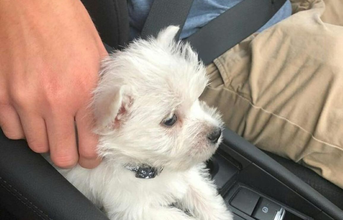 Un cucciolo molto giovane viene individuato tremante ai margini di una strada sotto la pioggia. Soccorso da una coppia, trova accoglienza e stabilità.