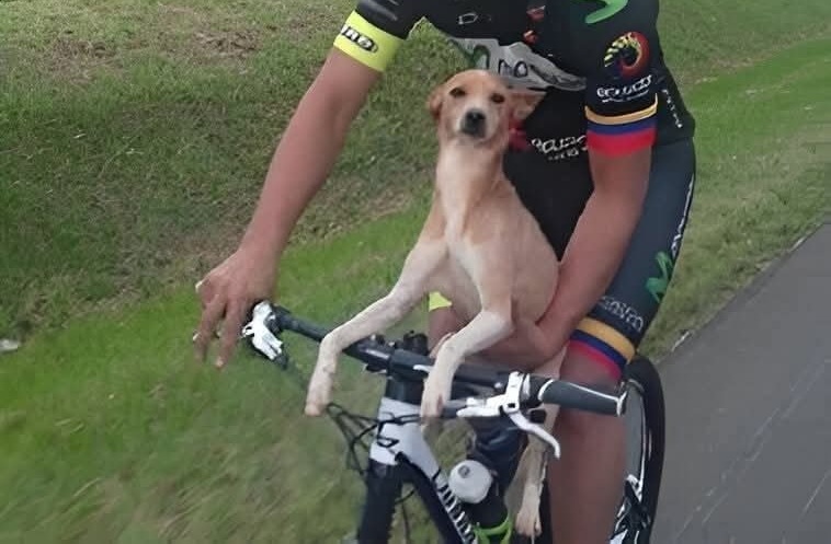 Un cane molto giovane, debilitato e immobile a bordo strada, viene notato da un passante che si ferma e lo trasporta in sicurezza fino a casa.