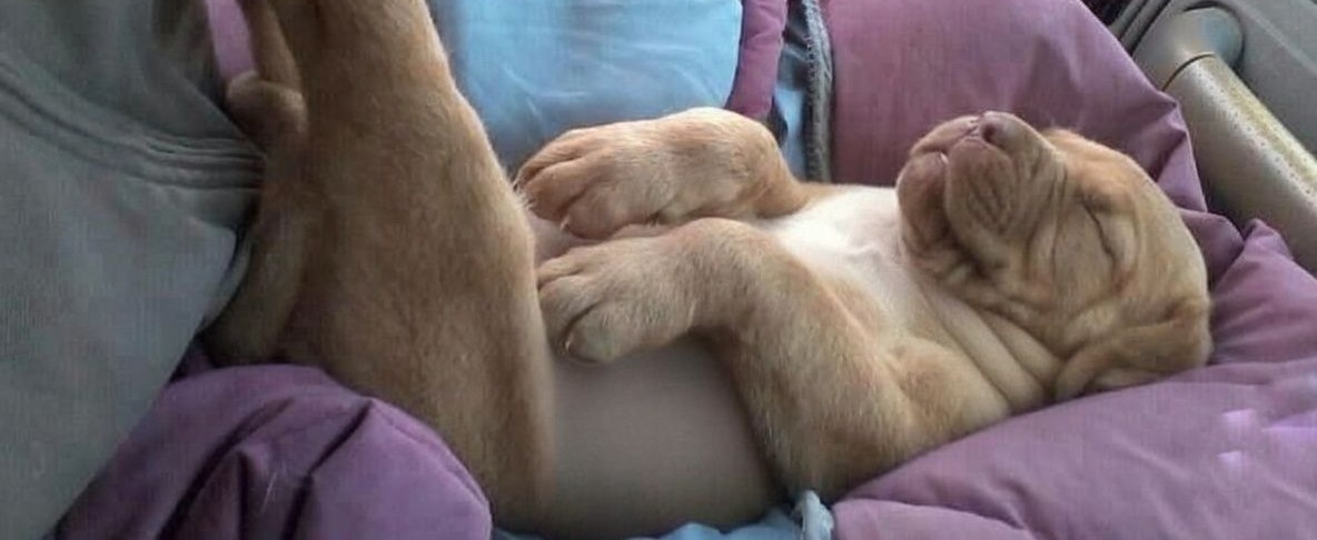 Durante una fiera di paese, una coppia visita uno stand di recupero animali e adotta il cucciolo meno considerato, descritto come “non abbastanza energico”, che diventa parte della famiglia.