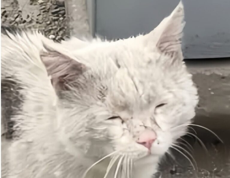 Un gatto anziano viene rintracciato e ricondotto ai precedenti proprietari, che rifiutano di riprenderlo. Ora vive al sicuro e riceve le cure necessarie.