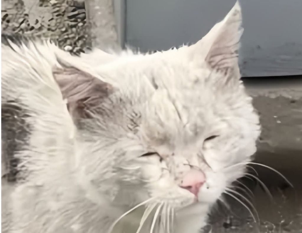 Un gatto anziano viene rintracciato e ricondotto ai precedenti proprietari, che rifiutano di riprenderlo. Ora vive al sicuro e riceve le cure necessarie.