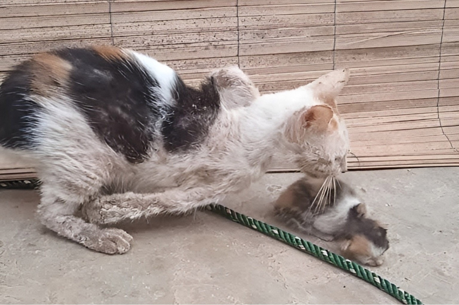 Una gatta randagia ferita viene trovata accanto al suo cucciolo in stato critico. Nonostante le condizioni, continua a proteggerlo fino all’intervento di soccorso.