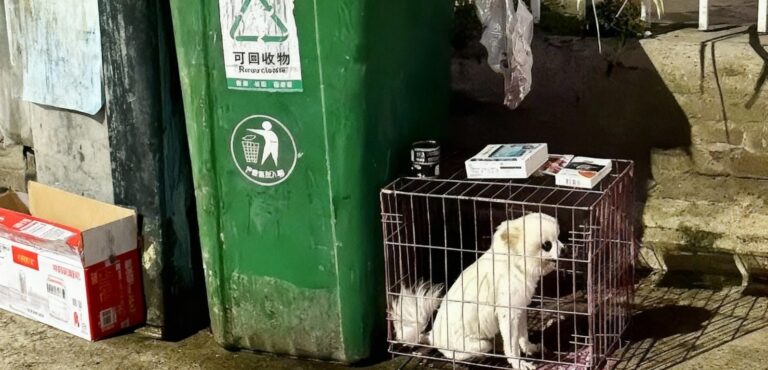 Un cucciolo viene trovato chiuso in una piccola gabbia accanto a un bidone della spazzatura. Dopo ore di attesa, viene soccorso e accolto in una nuova casa.