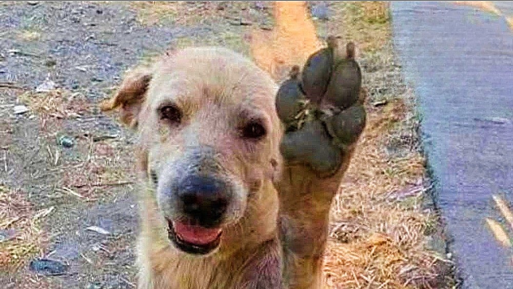Un cane gravemente debilitato, evitato e maltrattato per lungo tempo, viene finalmente notato da una volontaria dopo un gesto di sottomissione che porta al suo salvataggio.