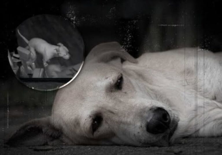 Secondo veterinari ed esperti, negli ultimi istanti di vita i cani non mostrano paura della morte, ma cercano la presenza della persona a cui sono legati.