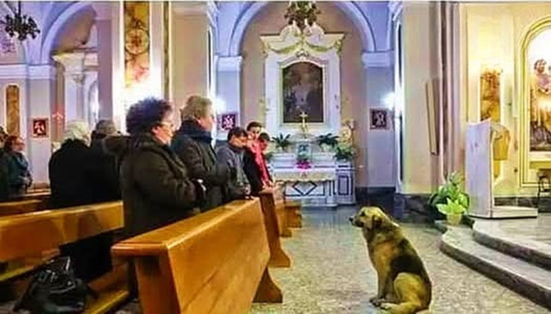 Dopo la morte del suo padrone, un cane randagio continua a entrare in chiesa e a sedersi sempre nello stesso posto, aspettando chi gli ha insegnato cosa significa essere amati.