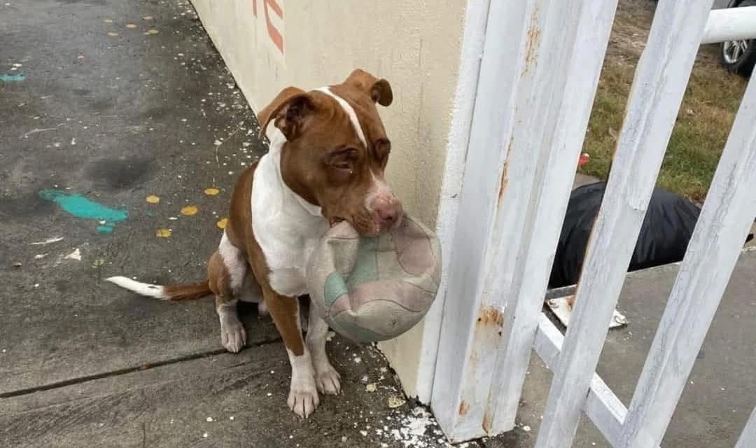 Un cane diventato mascotte di una scuola viene allontanato perché troppo irruento. Rimasto solo, torna di sera con un pallone, in silenzio, come richiesta di appartenenza.