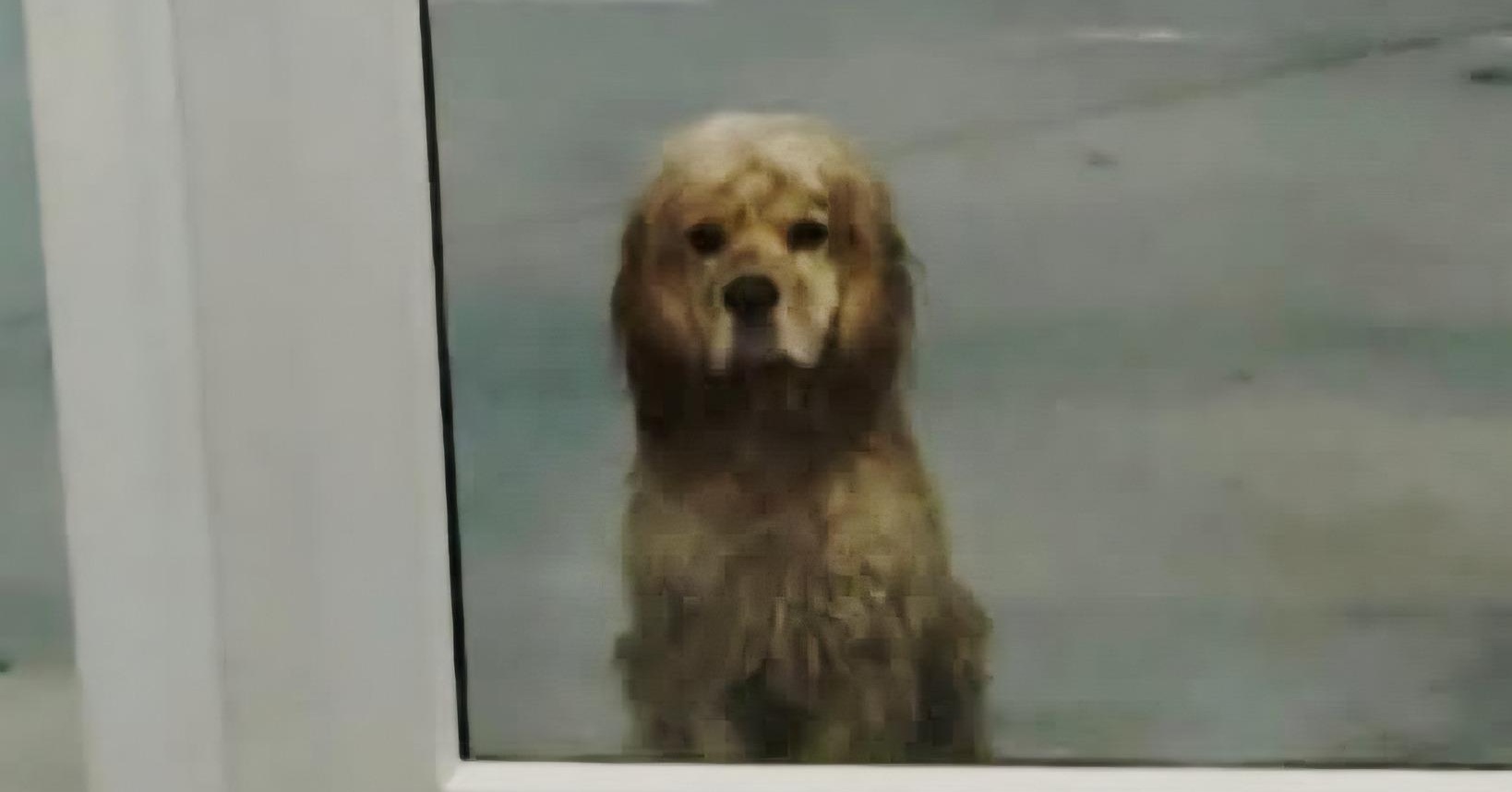 Durante una cena con amici, un uomo nota un cane solo sotto la pioggia. Uno sguardo silenzioso porta a un incontro che trasforma un randagio in famiglia.