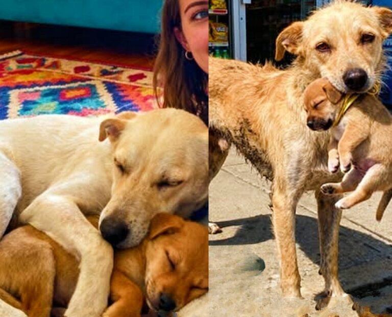 Una cagnolina randagia affamata torna davanti a un negozio con il suo cucciolo in bocca, compiendo un gesto estremo d’amore che cambia per sempre due vite.