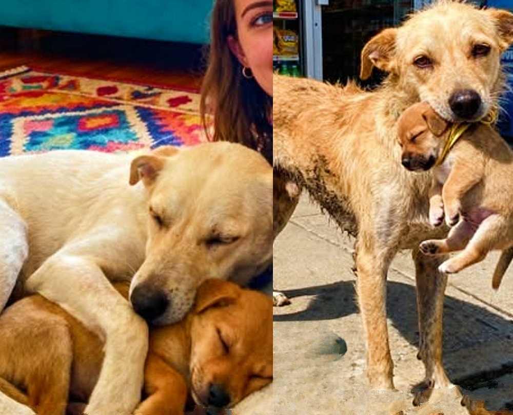 Una cagnolina randagia affamata torna davanti a un negozio con il suo cucciolo in bocca, compiendo un gesto estremo d’amore che cambia per sempre due vite.