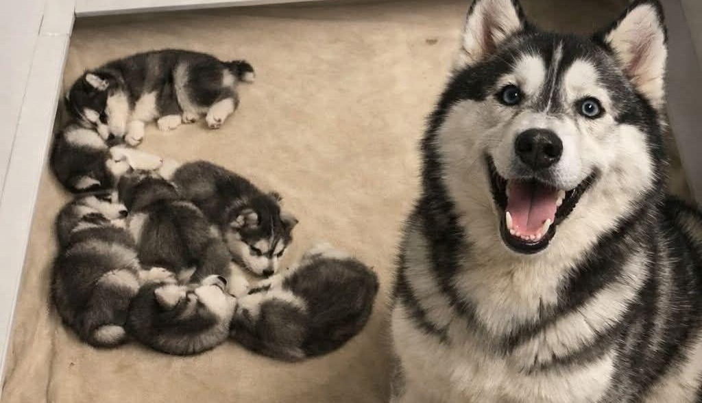 Una madre husky viene trovata nascosta sotto un albero mentre protegge i suoi cuccioli. Accolta in casa, riesce finalmente a rilassarsi sapendo che sono al sicuro.