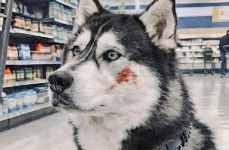 Durante una crisi improvvisa al supermercato, un cane da assistenza di nome Tango interviene prima di tutti, evitando una caduta e proteggendo la sua padrona fino ai soccorsi.