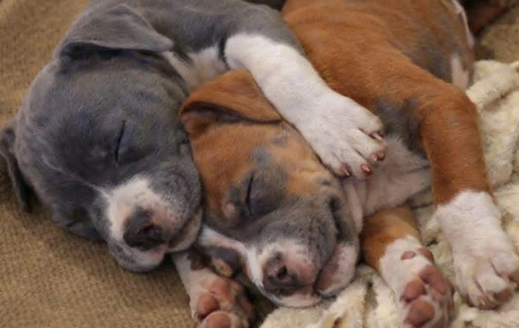 Due cuccioli di pitbull vengono trovati nascosti dietro un cassonetto in una mattina gelida, malnutriti e feriti, e salvati insieme da chi ha scelto di non voltarsi.